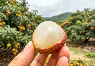 手捧剥开的荔枝