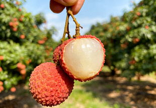 果园里剥开的荔枝