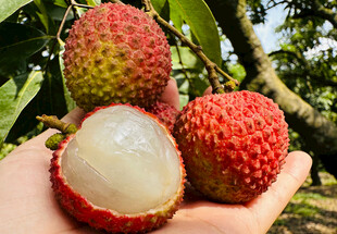 手捧新鲜的荔枝