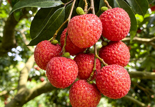 枝头饱满的红荔枝