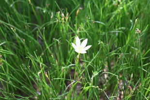 草丛中的白色小花
