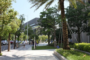 城市林荫街道景观