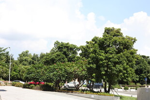 绿树成荫的户外景致