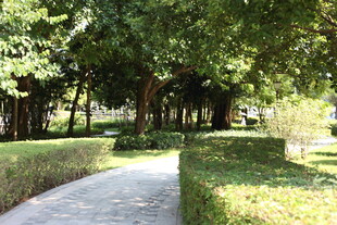 林荫小道 静谧园林景致