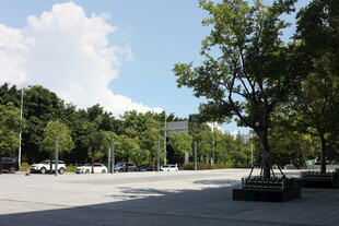 城市中的开阔林荫广场