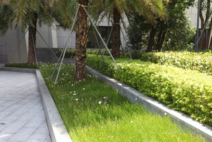 庭院绿植景观一角