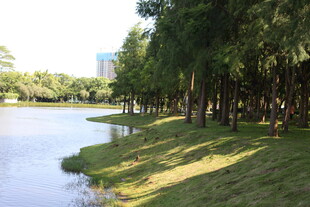 河畔绿树成荫的美丽风光