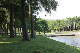 湖畔绿荫下的静谧风光