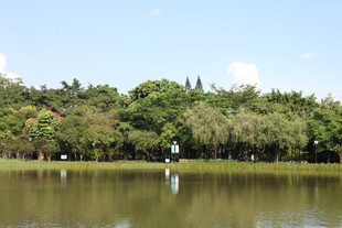 湖畔绿树成荫的宁静景致