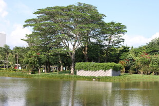 湖畔大树风景如画