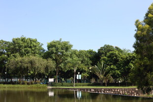 湖畔绿树成荫的宁静景致