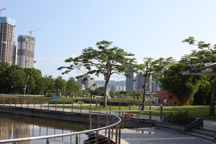 城市河畔绿树景观一角