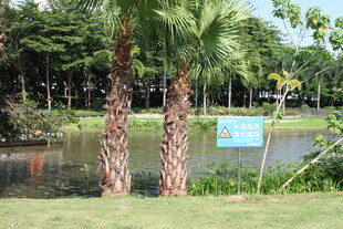 湖畔棕榈树与指示牌景观