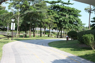 公园中的宁静林荫小道