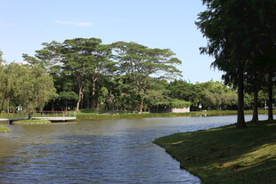 河畔绿树成荫的美丽风光