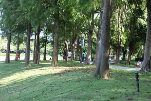 林间阳光草地的静谧景致