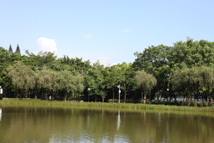 湖畔绿树成荫的宁静风光