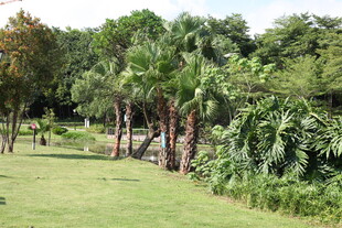 绿意盎然的热带植物景观