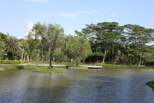 湖畔绿树成荫的宁静景色