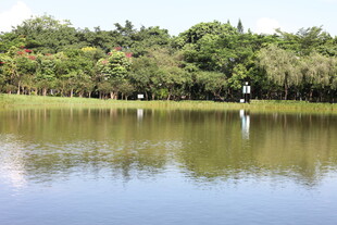 湖畔绿树环绕的宁静风光
