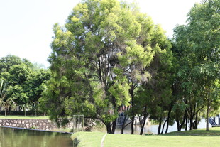 湖畔绿树成荫的美丽景致