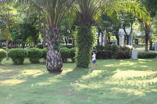 阳光照耀下的绿意园林