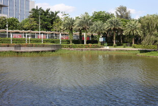 湖畔绿树环绕唯美景致