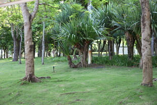 绿意盎然的林间草地