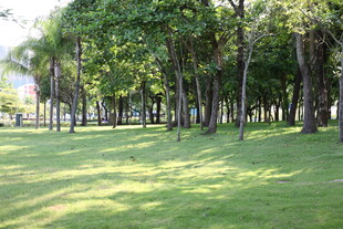 阳光照耀下的树林草地