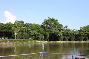 湖畔绿树环绕的宁静风光