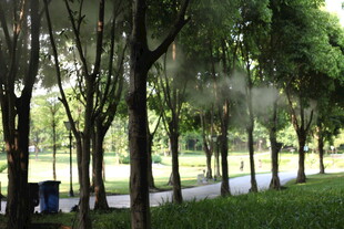 公园林荫道的清新景色