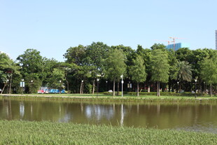 湖畔绿树成荫的宁静景致