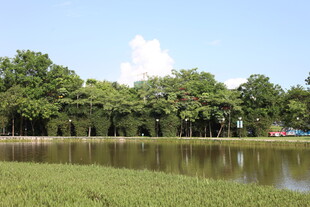 湖畔绿树成荫的宁静风光