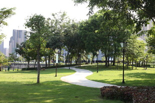 城市公园中的绿荫小径