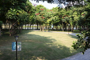 静谧林间草地景观