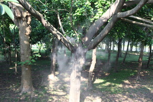 林间交错的繁茂树木