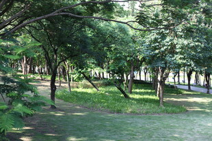 夏日林荫公园美景