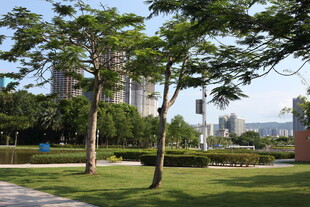 城市中绿意盎然的休闲公园