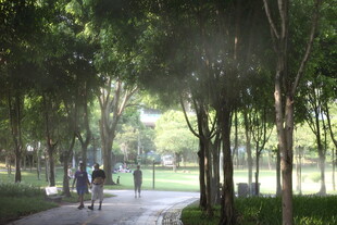 林间漫步道上的悠闲行人