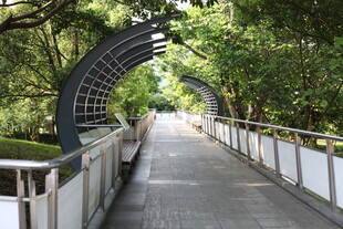 林间拱形步道 静谧景致