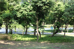 夏日公园绿树成荫景观