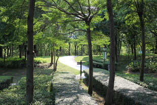 林间幽静小道 绿意盎然