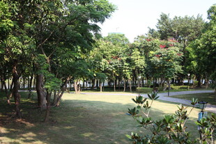 绿意盎然的公园林间小道