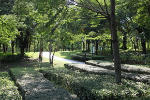 林间静谧小道 绿意盎然