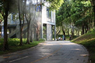 林荫下的静谧道路