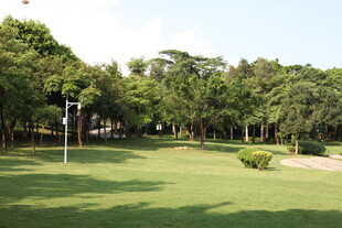 绿意盎然的户外草坪景观