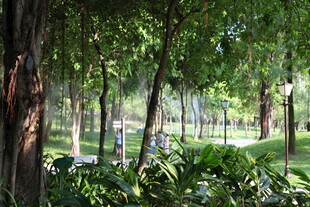 林间绿意盎然的静谧景致