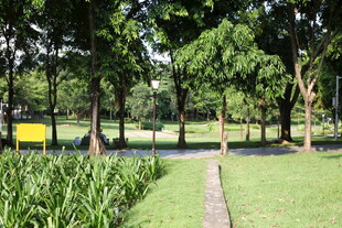 绿意盎然的公园小径