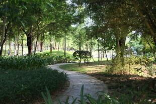 林间小径 静谧自然之景