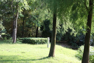 绿意盎然的林间草地